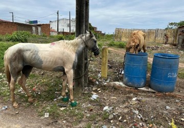 Polícia recupera cinco cavalos furtados do Centro de Zoonoses de Propriá