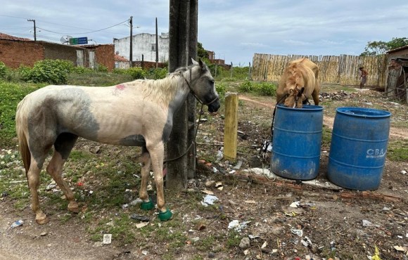 Polícia recupera cinco cavalos furtados do Centro de Zoonoses de Propriá